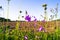 Uplifting piece of summer countryside. Modest flowers of a spreading bellflower Campanula patula under sunlight.