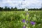 Uplifting piece of summer countryside. Modest flowers of a spreading bellflower Campanula patula under sunlight.