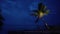 Uplight coconut tree on dark deep blue sky tropical island evening moment