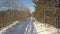 Upper backside woman with pine walks along winter forest