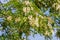 The upper branches of the black locust Robinia pseudoacacia in flowers.