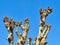 Upper branches of a plane tree (platanus) pollarded completely