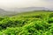 Upper bright green tea leaves at tea plantation in evening