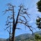 Upper Bristlecone Loop Trail, Mt. Charleston, Nevada