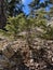 Upper Bristlecone Loop Trail, Mt. Charleston, Nevada