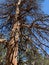 Upper Bristlecone Loop Trail, Mt. Charleston, Nevada