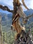 Upper Bristlecone Loop Trail, Mt. Charleston, Nevada