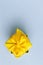 Upper Closeup View Of Wrapped Christmas and New Year Gift in Yellow Paper Tiny Box  With Ribbon Placed Over Blue Background