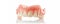 Upper Denture Set on White Background - Prosthodontics Dental Care - Removable Dentures