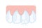 Upper front teeth, incisors. Dentistry, dental care. Vector illustration for study guide or booklet