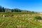 Upper Galilee landscape, with hills and vineyards