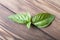 Upper green basil leaves lying on an old wooden board