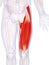 Upper leg musculature