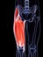 Upper leg musculature