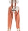 Upper Legs and Psoas Muscles Anatomy