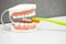 Upper and lower jaw dental model with toothbrush