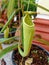 Upper Pitcher of Nepenthes Hybrid Between maxima , boschiana, and spathulata