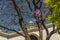 The upper platform and the dome of the bell tower of the Cathedral. View through a flowering jacaranda. Jerez de la Frontera, Anda