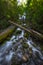 Upper Proxy Falls in Willamette Forest, Oregon