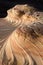 Upper Second Wave North Coyote Buttes Arizona in the Paria Canyon-Vermilion Cliffs Wilderness of the Colorado Plateau America