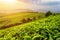 Upper tea leaves at tea plantation in rays of sunset