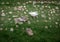 Upper view of Farm geese and white goose - Valladolid, Mexico