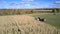 Upper view forager silorator and lorry gather corn