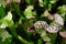 Upper view of pitcher tubes of carnivorous house plants of Sarracenia family