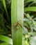 Upper view of a yellow wasp, winged insect, over a green leaf