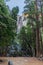 Upper Yosemite falls peeks between the tall pine trees