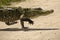 Upright, adult alligator walking across a dirt road in Florida