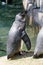 Upright African Penguin bird, black and white