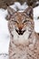 A upright beautiful and slim wild cat Lynx opens its mouth growling