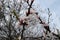 Upright branch of blossoming apricot in spring