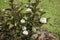 Upright branch of blossoming Physocarpus opulifolius