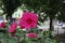 Upright branch of flowering Hibiscus moscheutos bush