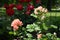 Upright branch of rose bush with buds and pink flowers