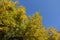 Upright branches of ash tree with yellow leaves against blue sky
