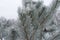 Upright branches of pine covered with hoar frost in January