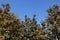 Upright branches of Sorbus aria with berries against blue sky