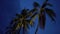 Upright coconut trees on dark deep blue sky tropical island evening moment