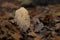 Upright Coral fungus amidst fallen leaves