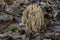 An Upright coral fungus Ramaria stricta surrounded by some Amethyst fungi in the park De Horsten in Wassenaar