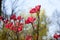 Upright, Dark Pink Dogwood Blossoms