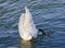 Upright diving swan