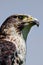 Upright falcon profile