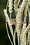 Upright format of a small harvest mouse on corn