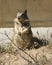 Upright Ground Squirrel