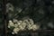 Upright Hedge-parsley Torilis japonica - Tall, familiar wildflower of Irish country roads
