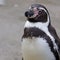 Upright Humboldt Penguin